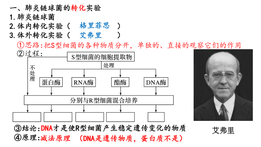 3.1DNA是主要的遗传物质课件（共32张ppt）生物人教版（2019）必修2