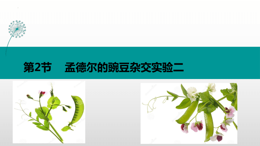 高中生物人教版（2019）必修2 1.2孟德尔的豌豆杂交实验（二）（共81张ppt）