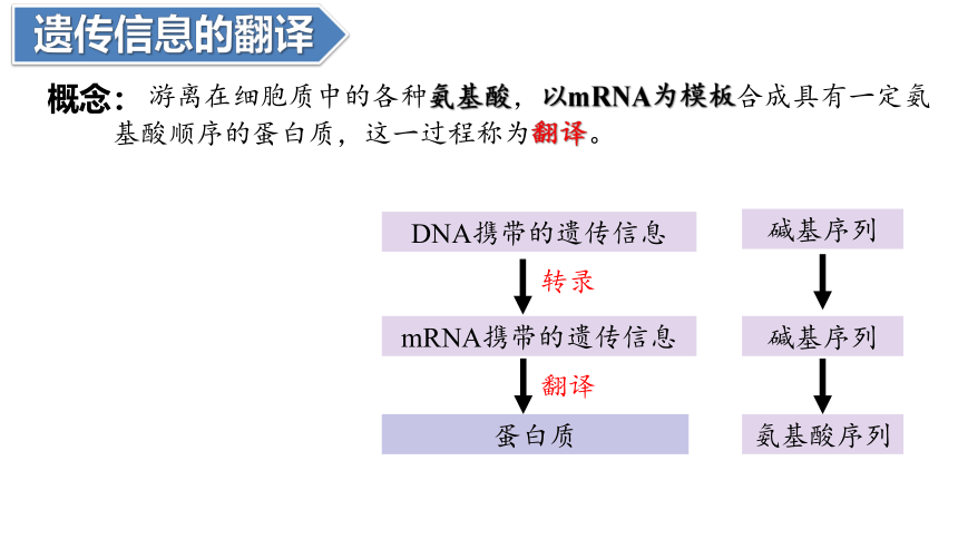 4.1基因指导蛋白质的合成（第二课时）(共24张PPT)课件-人教版必修2