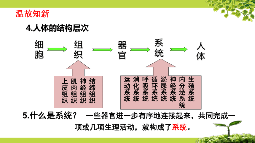 9.3 单细胞的生物体（第1课时）课件七年级生物下册（苏科版）（共29张PPT）