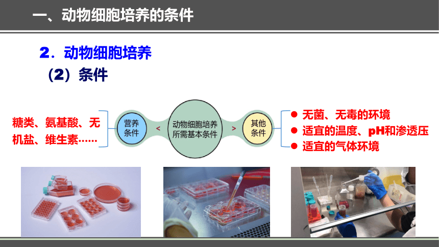 2.2.1 动物细胞培养课件(共37张PPT)-人教版选择性必修3