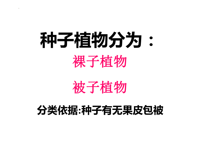 3.1.2 种子植物课件(共33张PPT)2022--2023学年人教版生物七年级上册