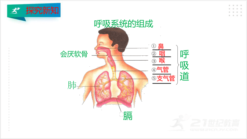 4.3.2 发生在肺内的气体交换课件（共25张PPT）