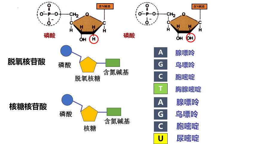 2.5核酸是遗传信息的携带者课件-(共30张PPT)人教版（2019）必修1