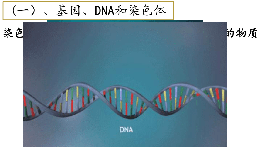 7.2.2基因在亲子代间的传递课件(共42张PPT)2021-2022学年人教版生物八年级下册