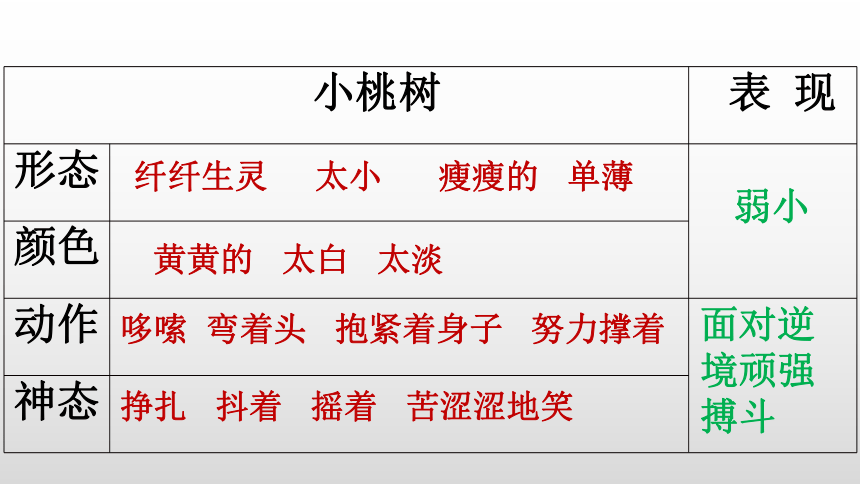 19 一颗小桃树 课件