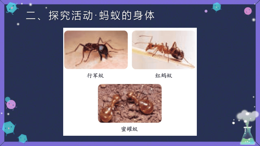 青岛版（五四制2017秋）科学四年级上册 1.1蚂蚁 （课件9张ppt）