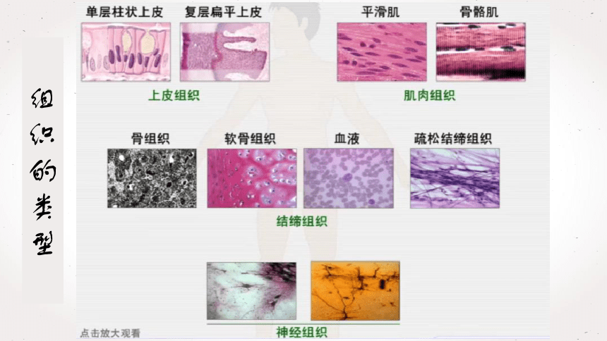 2.2.2  动物体的结构层次课件 (共21张PPT)2022--2023学年人教版生物七年级上册