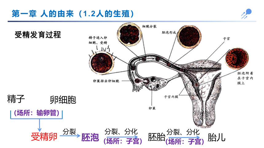 人教版第四单元第1-3章复习  七下生物(共26张PPT)