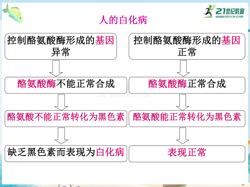 4.2 基因对性状的控制（共28张PPT）