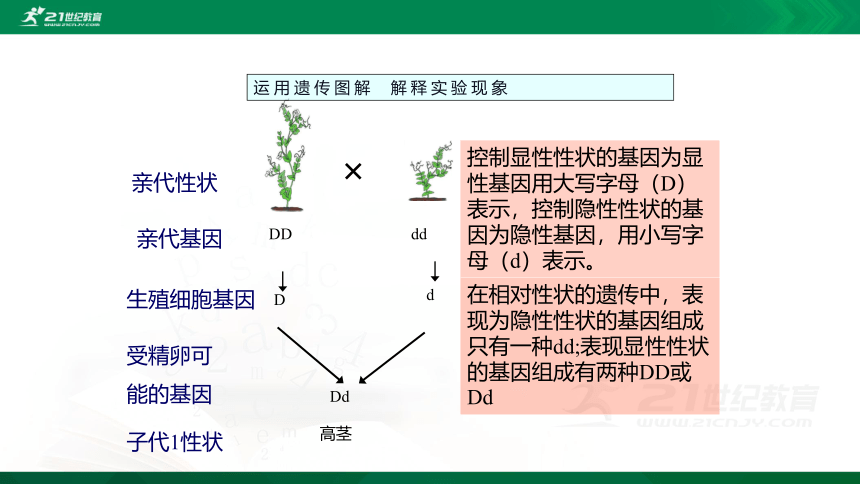 7.2.3 基因的显性和隐性课件（共31张PPT）