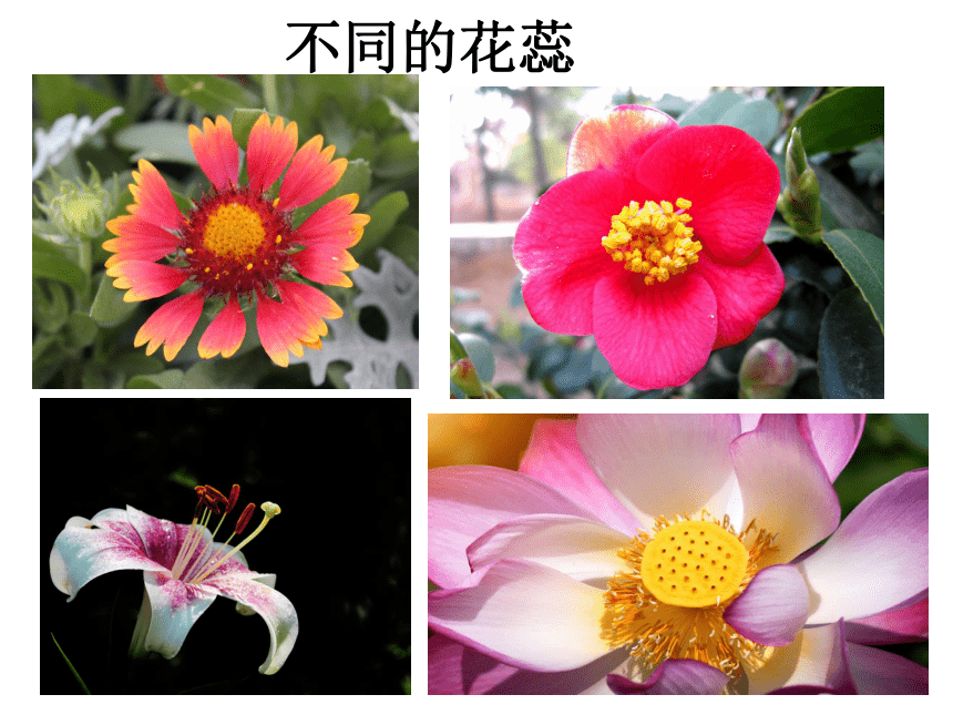 岭南版 5 美丽的花园 课件 (14张PPT)