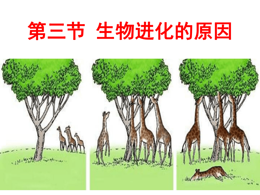 2020-2021学年人教版生物八年级下册7.3.3生物进化的原因课件（49张PPT）