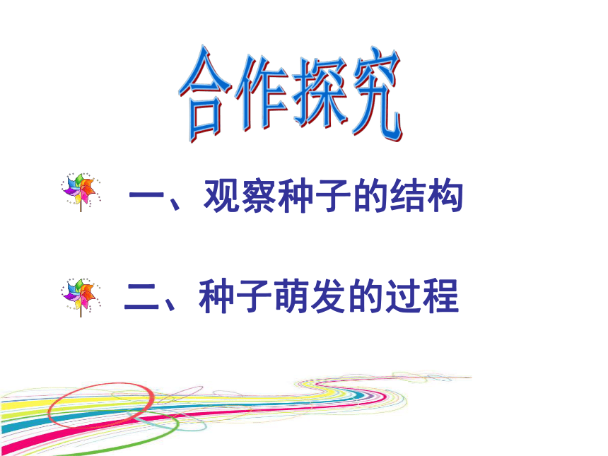 3. 6.1 种子萌发形成幼苗 课件(共22张PPT)北师大版七年级上册生物