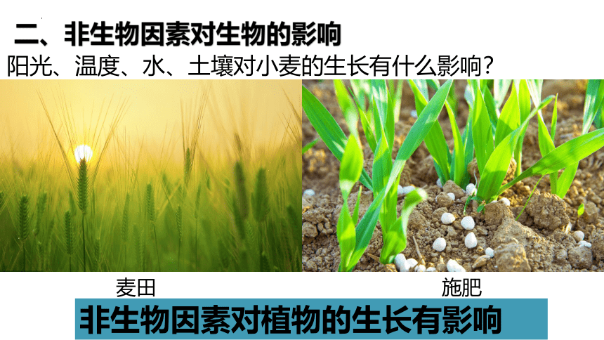 2022--2023学年人教版生物七年级上册 2.1.1生物与环境的关系 第一课时课件（ 含视频 共31张PPT）