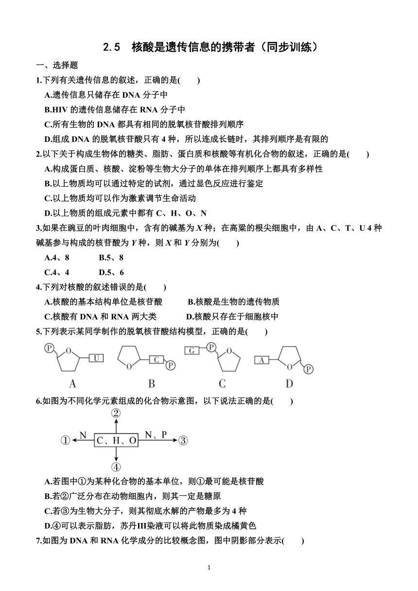 2.5   核酸是遗传信息的携带者（同步训练）2023—2024学年人教版（2019）生物高一上学期必修1（word版含答案）