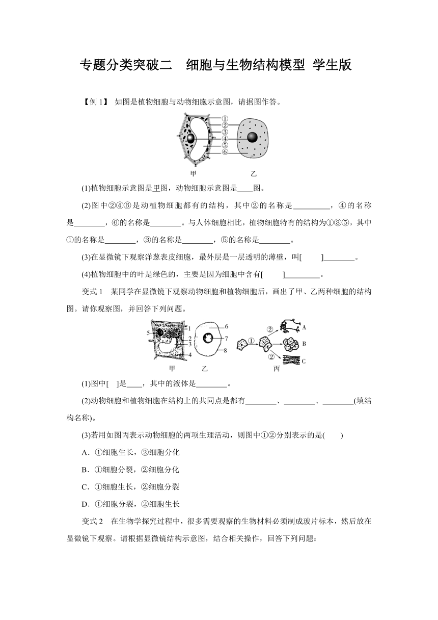 第2章 观察生物 专题分类突破二　细胞与生物结构模型 （含答案）