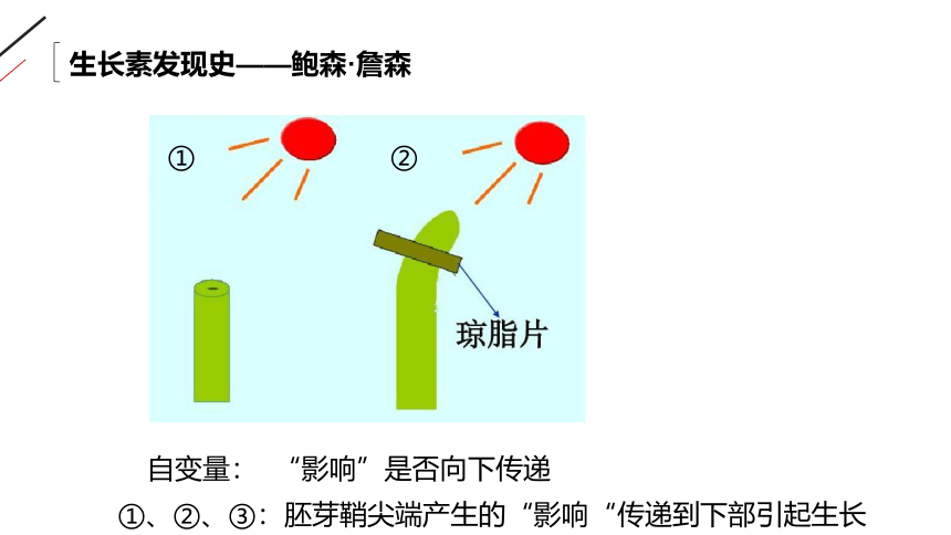 高中生物人教版必修3-3.1 植物生长素的发现 课件（共33张PPT）