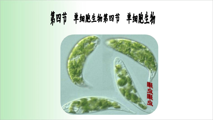 2021——2022学年人教版七年级生物上册2.2.4 单细胞生物 课件（17张PPT）