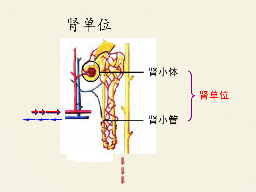 北师大版生物七年级下册 第11章 第2节 尿的形成与排出（课件）(共28张PPT)