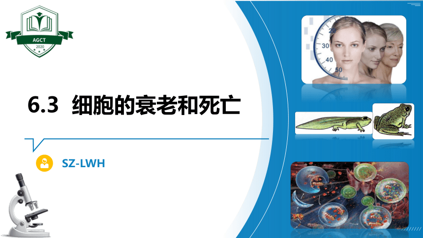 6.3细胞的衰老和死亡(1课时）(课件共23张PPT)