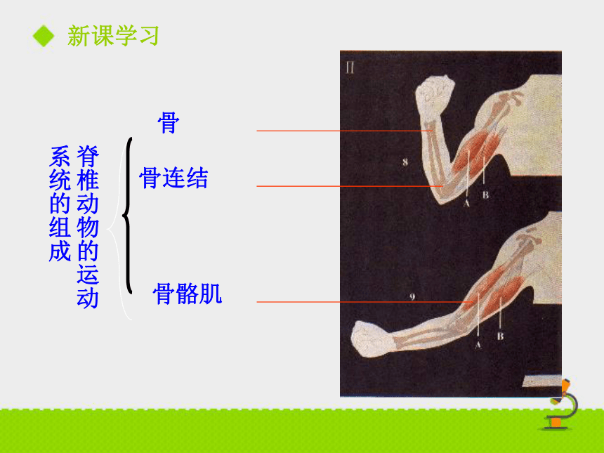 第二节 动物运动依赖于一定的结构 课件（23张PPT）