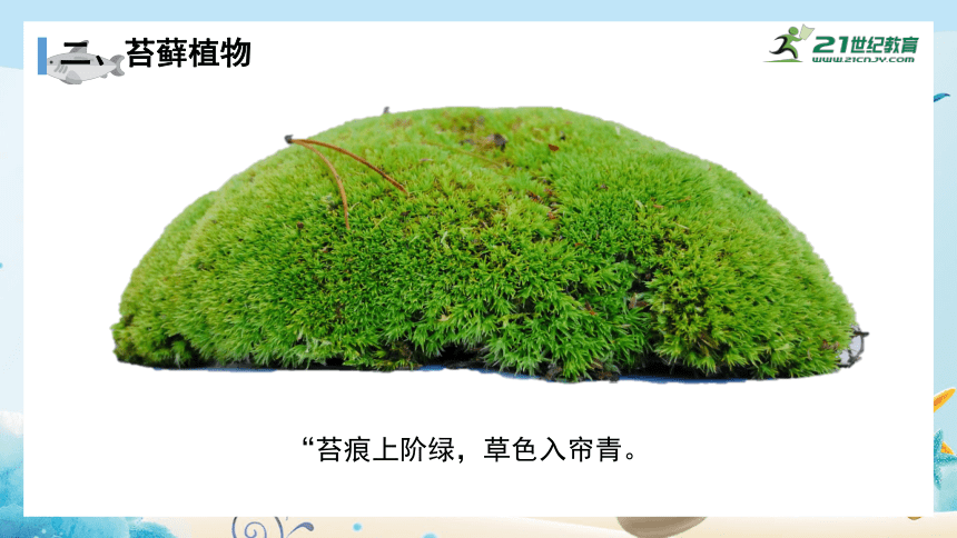 人教版七年级生物上册3.1.1《藻类、苔藓和蕨类植物》课件(共28张PPT)