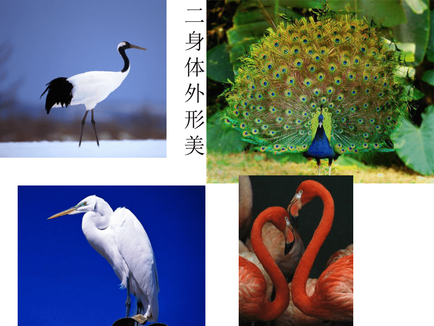 人美版（北京）二年级下册美术 第3课 花羽毛的鸟（漂亮的鸟）课件（16张PPT）