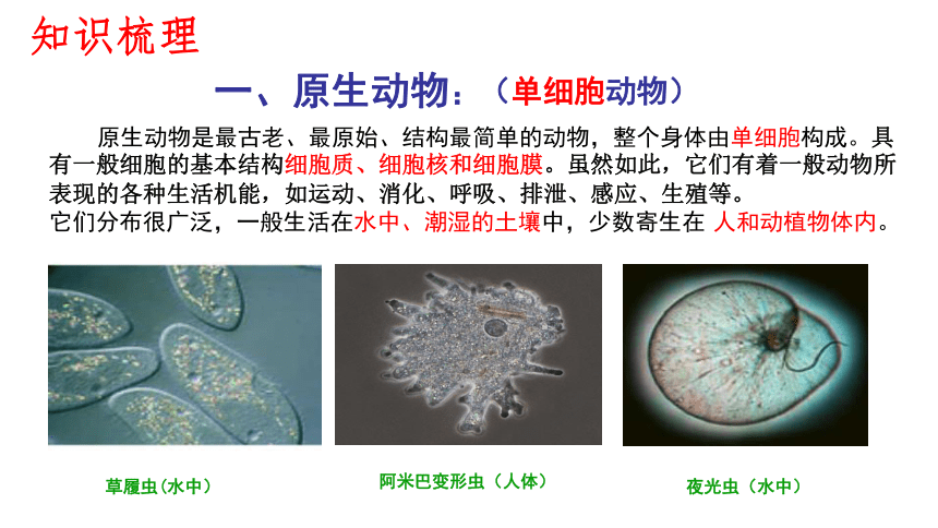 2021--2022学年北师大版生物八年级下册22.2原生生物的主要类群课件(共15张PPT)