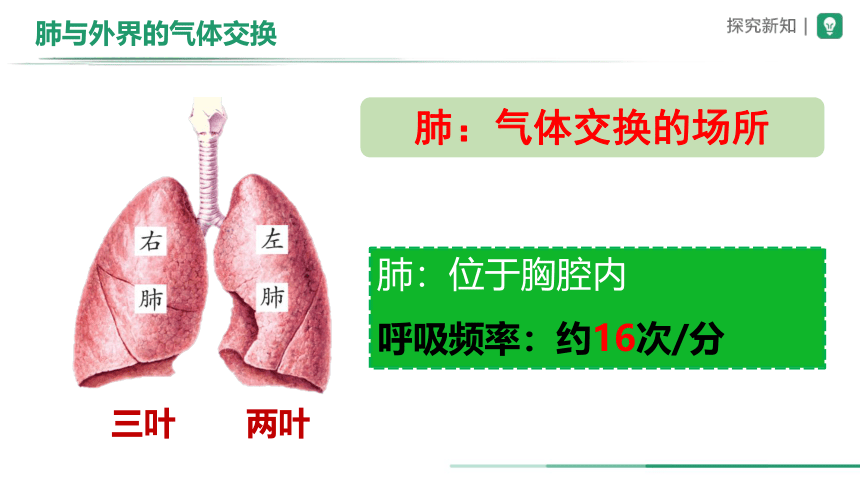 4.3.2发生在肺内的气体交换（第1课时）课件(共17张PPT) 人教版生物七年级下册