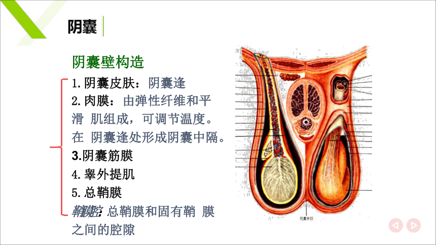 6.1.1雄性生殖器官 其他雄性器官 课件(共15张PPT)《畜禽解剖生理（第四版）》同步教学(高教版)