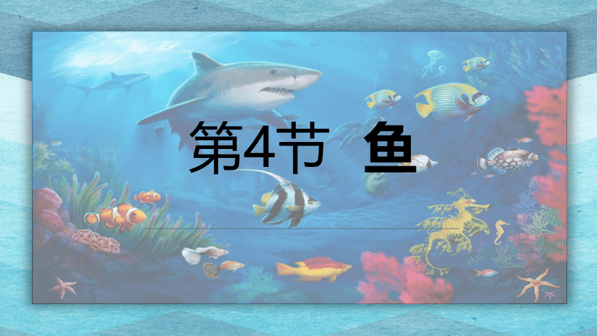 5.1.4 鱼(共19张PPT＋内嵌视频3个)人教版初中生物八年级上册
