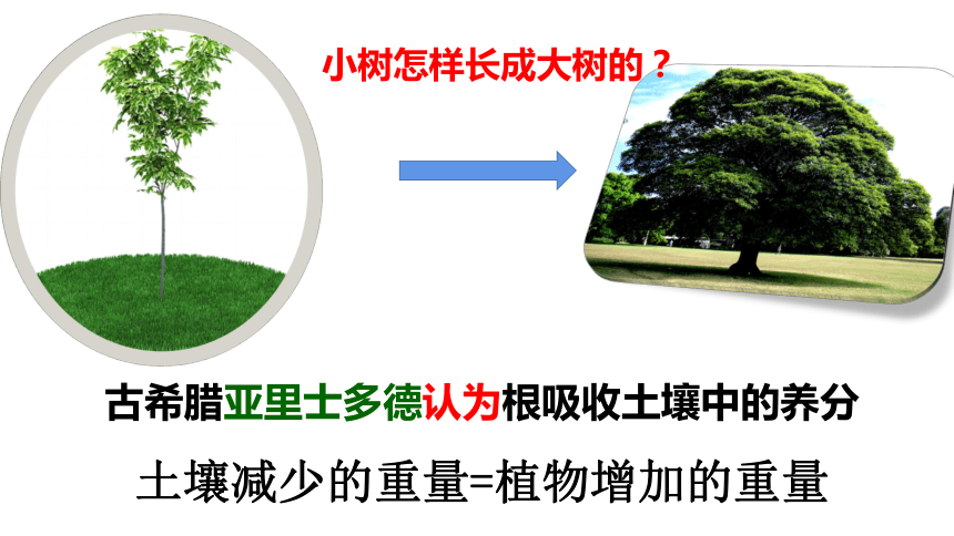 冀教版生物八上 3.3.2光合作用的原料 课件(共34张PPT)