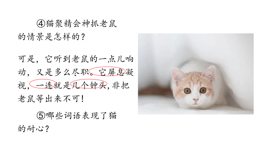 13.猫  第二课时 课件(共25张PPT)