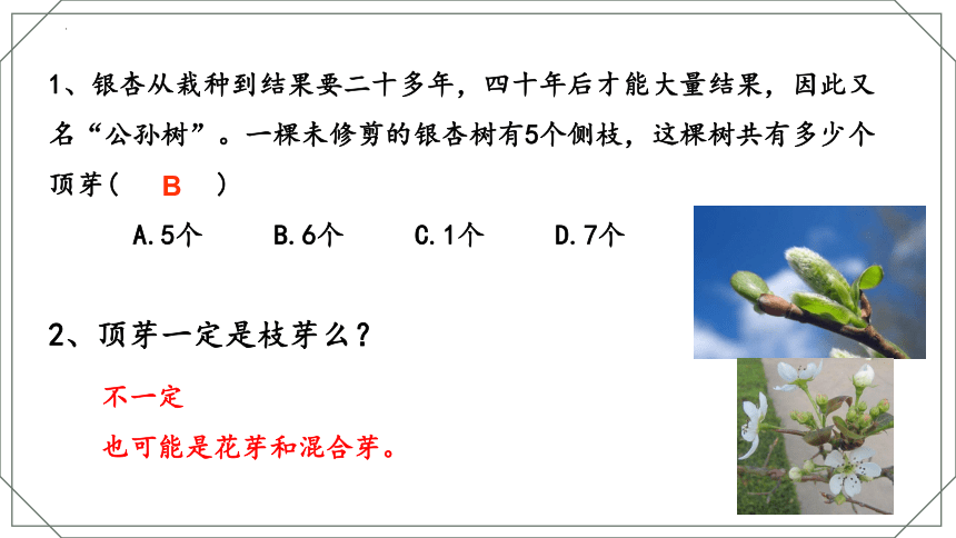 4.1.6 芽的类型和发育 课件（共16张PPT） 2022--2023学年济南版生物八年级上册