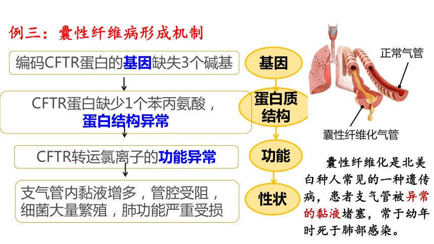 2020——2021学年高一下学期生物人教版必修2 4.2 基因对性状的控制  课件(共34张PPT)