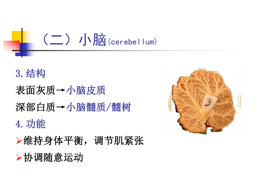 11 神经系统-4 课件(共80张PPT)- 《畜禽解剖生理学》同步教学（高教版）