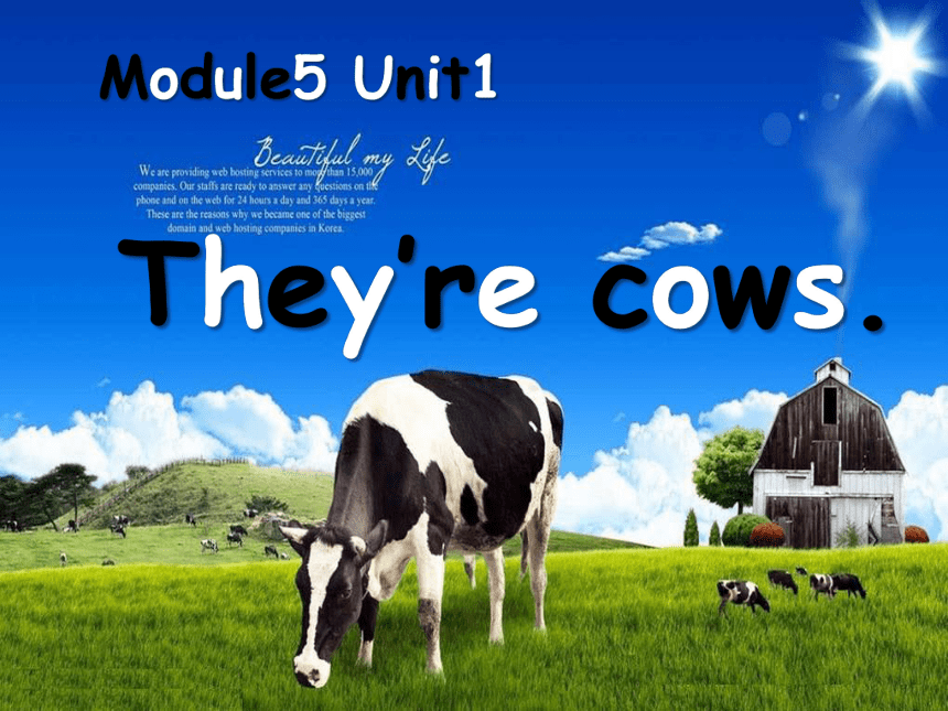 外研版一起一下Module5 Unit1  They're cows课件