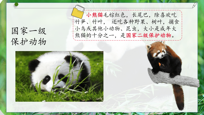 部编版语文三年级下册第七单元习作国宝大熊猫   课件