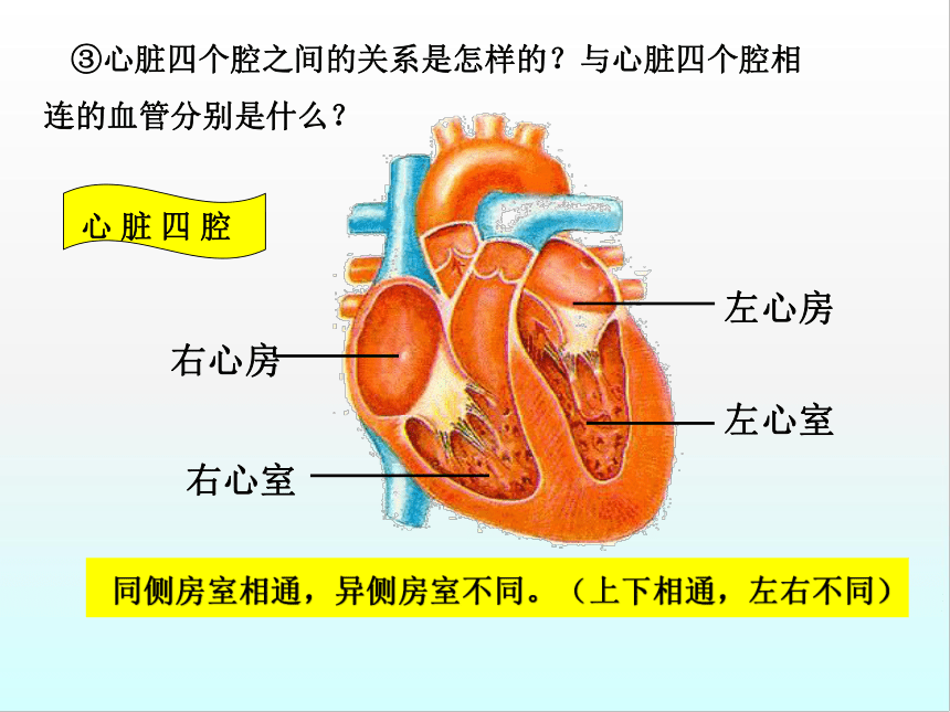 鲁科版（五四制）七年级上册生物4.4.3物质运输的途径课件（25张PPT）