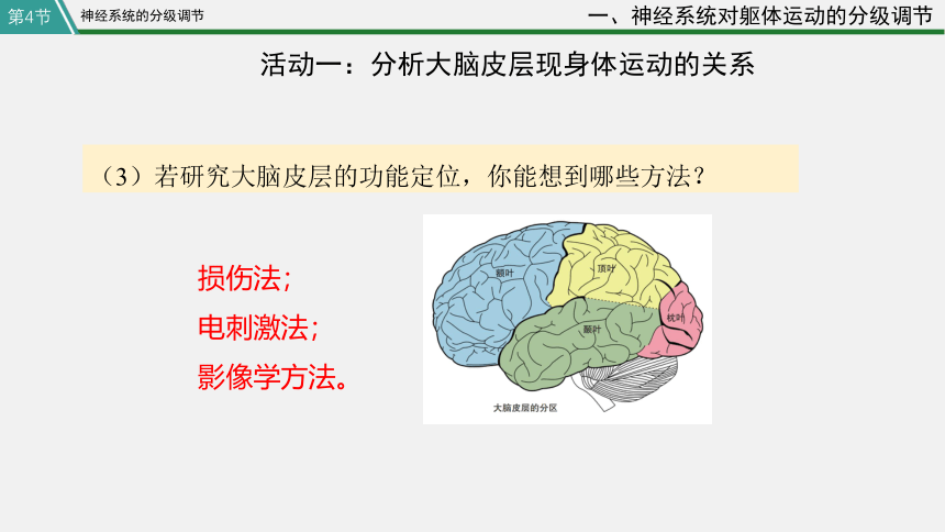 高中生物学人教版（2019）选择性必修1 2.4 神经系统的分级调节(共33张PPT)