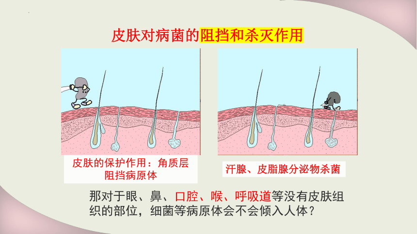 4.13.3人体免疫课件(共32张PPT)2022-2023学年北师大版生物七年级下册