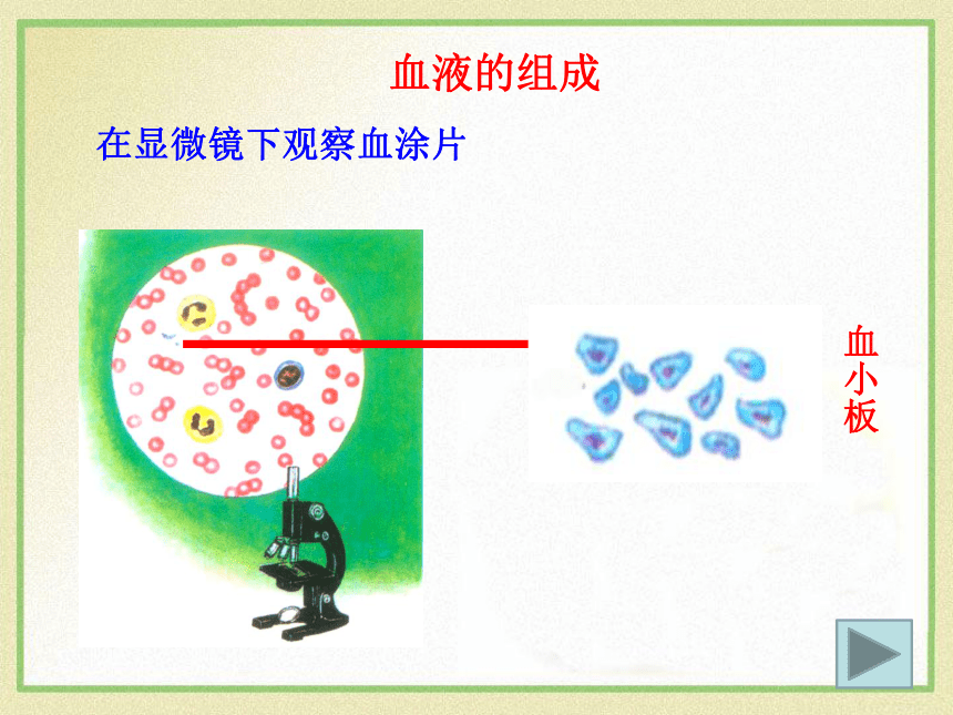 9.1血液课件(共40张PPT)