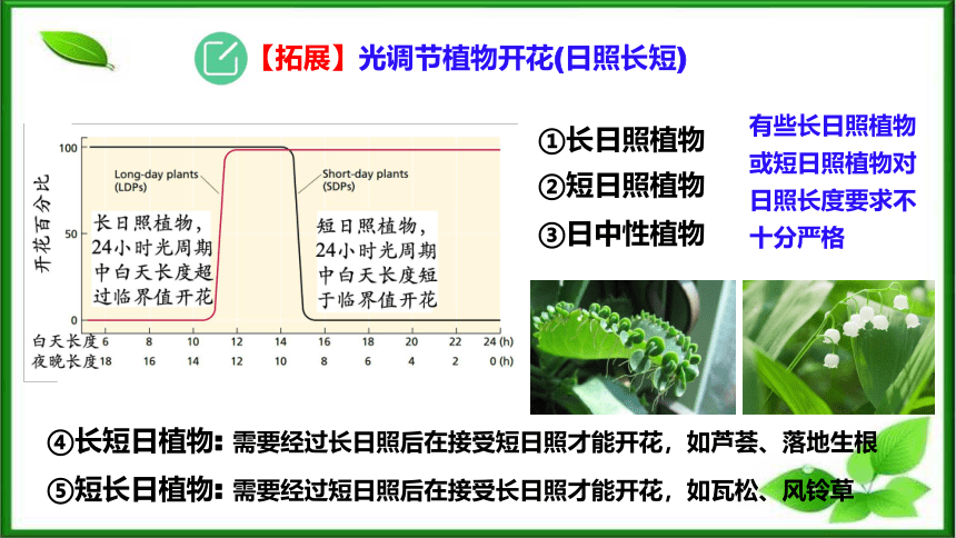 2021-2022学年高二上学期生物人教版选择性必修1-5.4环境因素参与调节植物的生命活动课件（45张ppt）