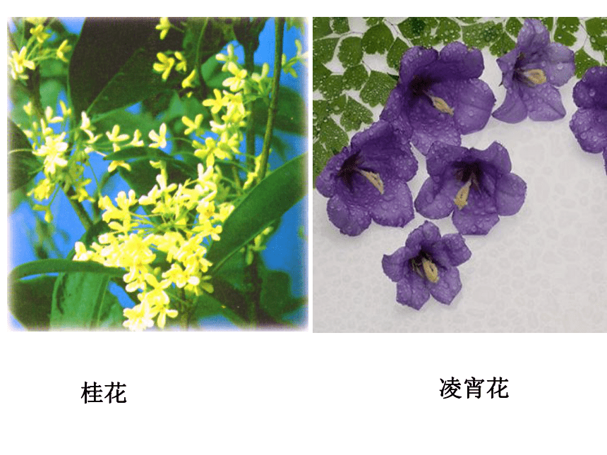 华师大版七年级下册科学 7.1绿色开花植物的有性生殖和发育 课件（33张PPT）