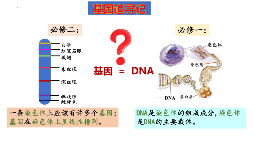 3.4基因通常是具有遗传效应的DNA片段(共31张PPT)课件