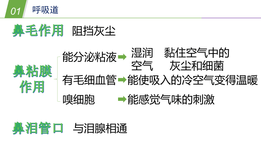 华师大版科学八年级上册 5.2人体的呼吸（1 人体呼吸系统的组成）（课件 32张PPT）