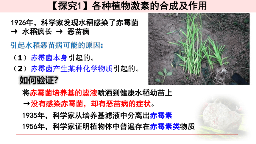 5.2其他植物激素 课件25张 【新教材】人教版（2019）高中生物选择性必修一