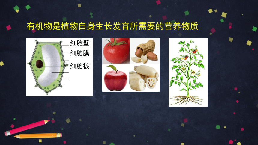 2021--2022学年北京版生物七年级上册4.2绿色植物的光合作用-- 光合作用的意义及实践应用课件（32张PPT）
