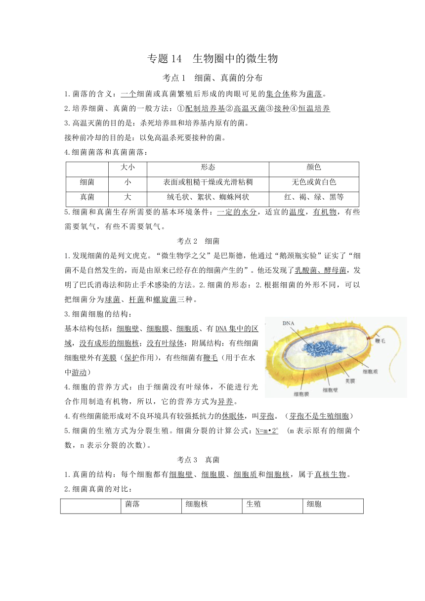 专题14 生物圈中的微生物（知识点）-备战中考生物一轮复习考点（全国通用）